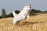 SIBERIAN HUSKY 024